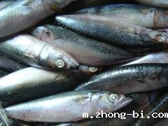 孔雀石绿检测仪检测水产品中孔雀石绿含量