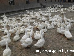 广东抽检现兽药残留，betway体育手机APPYT-SY96兽药残留检测仪介绍