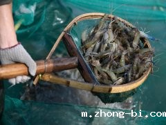 氯霉素是否超标？水产品氯霉素检测仪提供科学依据