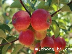 多功能食品安全检测系统