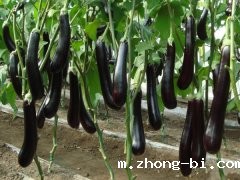如何检测食品中有机磷农药残留？