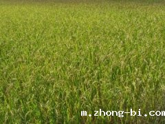 农药检测仪山东厂家