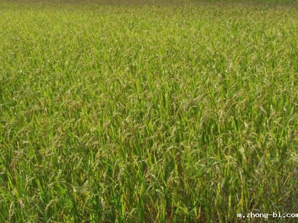 农残检测仪山东 农残检测仪山东