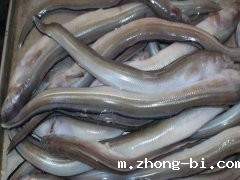 孔雀石绿检测设备厂家