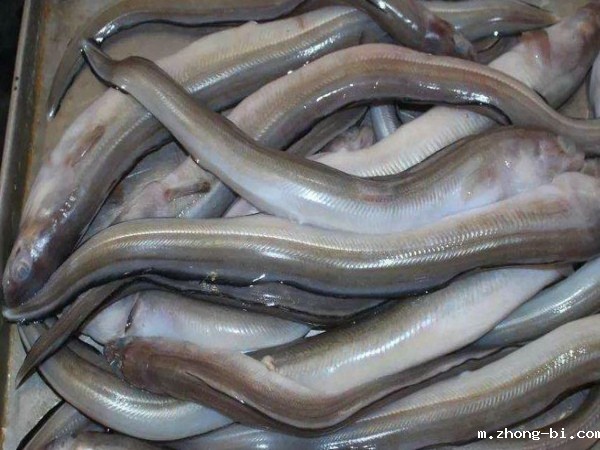 孔雀石绿检测设备厂家 孔雀石绿检测设备厂家