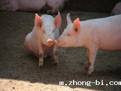 缅甸发生非洲猪瘟病例，非洲猪瘟到底是什么？如何预防？