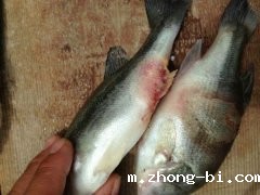 北京公布食品抽检信息，betway体育手机APP水产品安全检测仪解决水产兽药残留问题