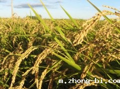 大米重金属检测仪发现超标“镉大米”