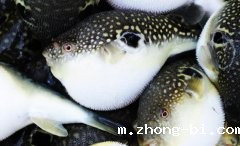 美味佳肴却是“夺命杀手”！