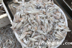 海兔子能吃吗？有什么风险？