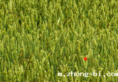 好消息！抗赤霉病小麦新品种面世！