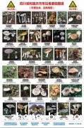 蘑菇颜色越鲜艳越有毒？
