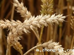 谷物和饲料中霉菌毒素的检测方法