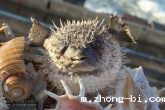 河豚，“致命的诱惑”！