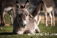 毛驴全身都是宝？